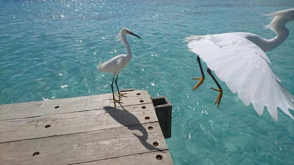 Cadaques Caribe Pez 103 Διαμέρισμα Bayahibe Εξωτερικό φωτογραφία